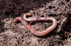 Phylum Annelida - Earth Worm